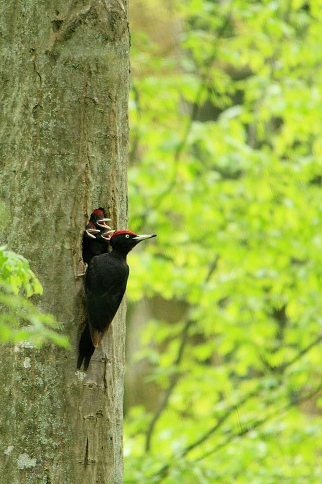 Black Woodpecker - ML612559152