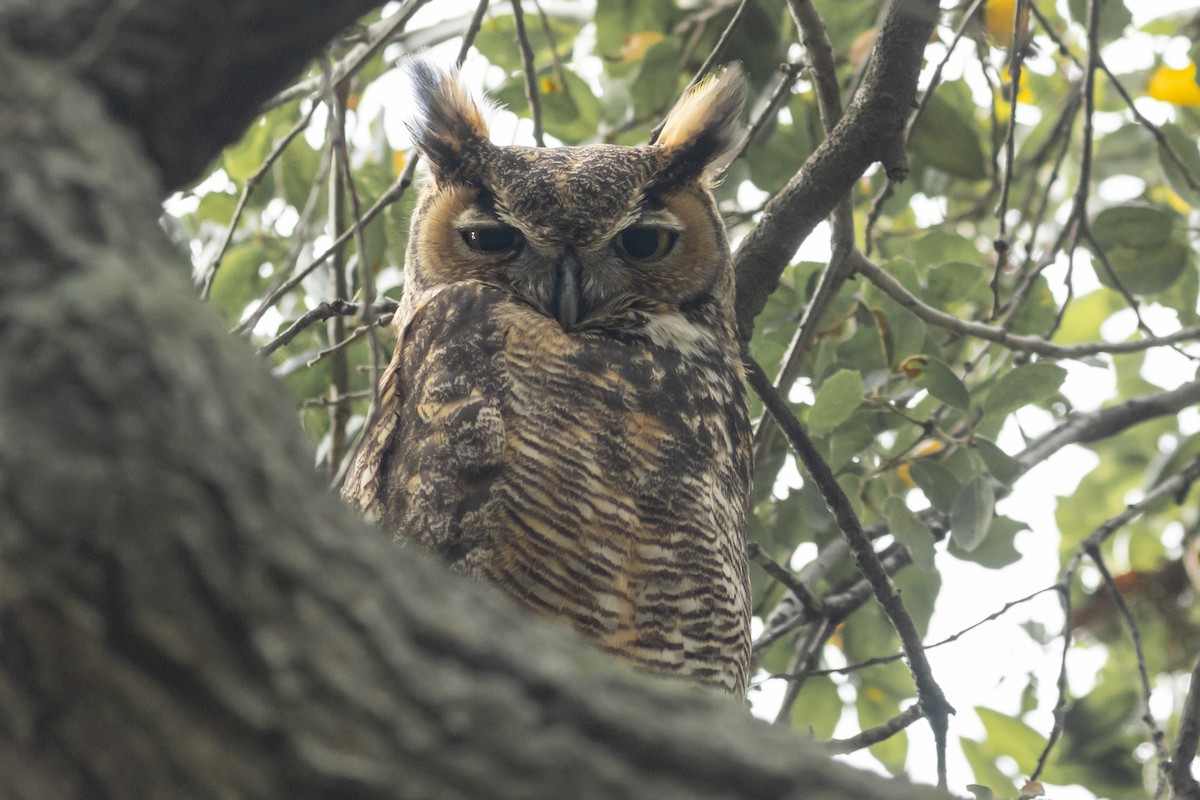 Great Horned Owl - ML612559258