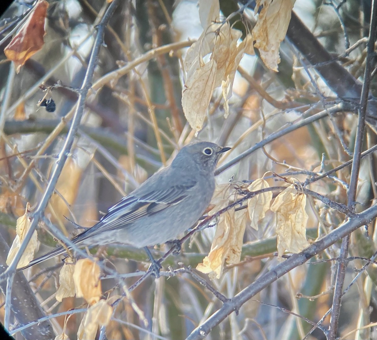 Townsend's Solitaire - Cole Bauer