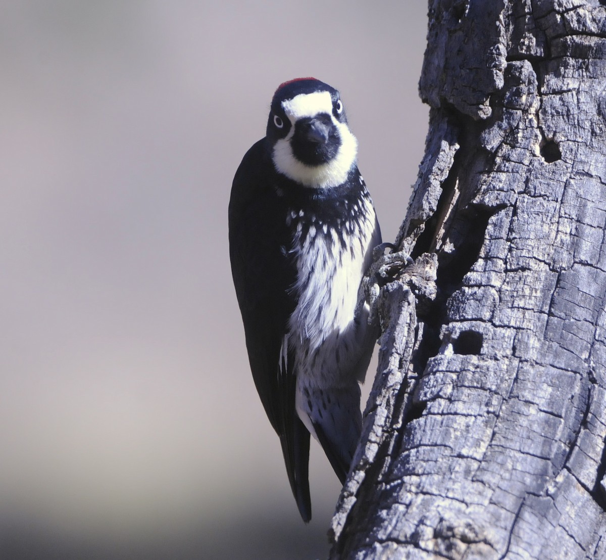 Acorn Woodpecker - ML612559488