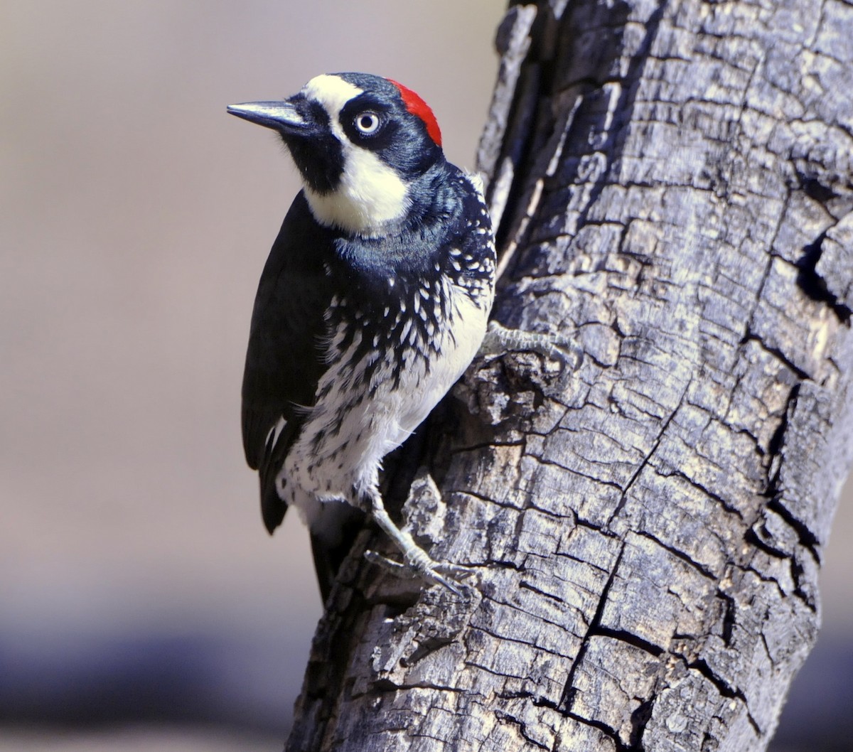 Acorn Woodpecker - ML612559491