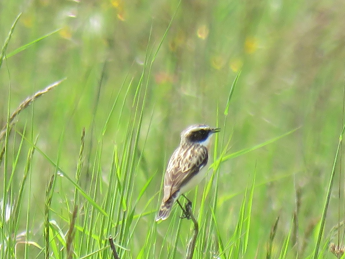 Whinchat - ML612559544