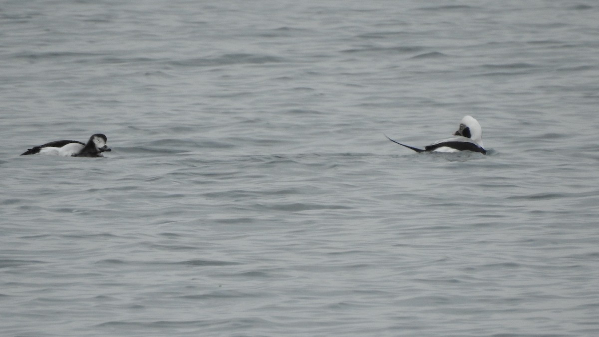 Long-tailed Duck - ML612559638