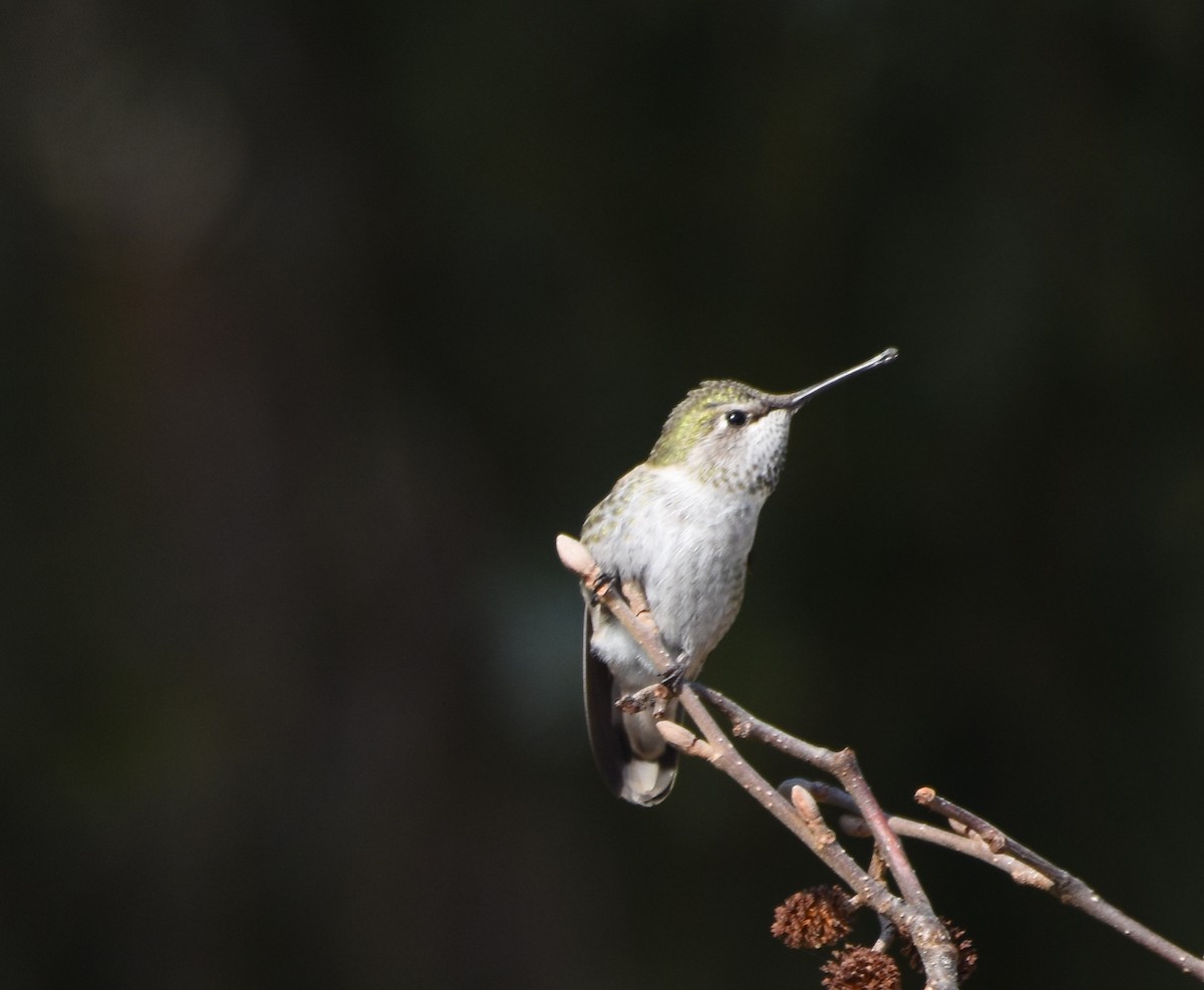 Anna's Hummingbird - Gwen Baluss