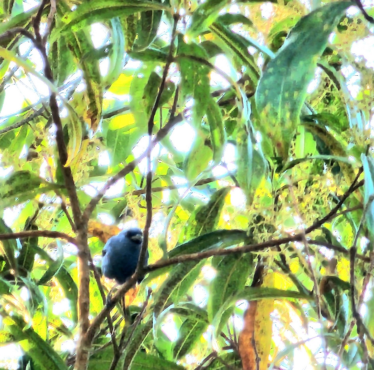 Blue-and-black Tanager - ML612559783