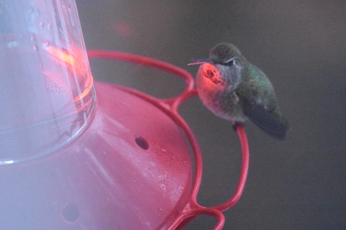 Anna's Hummingbird - ML612559866