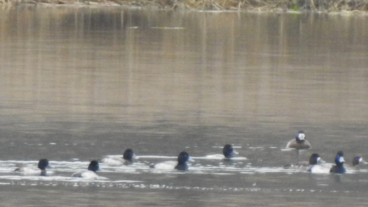 Greater Scaup - ML612560025