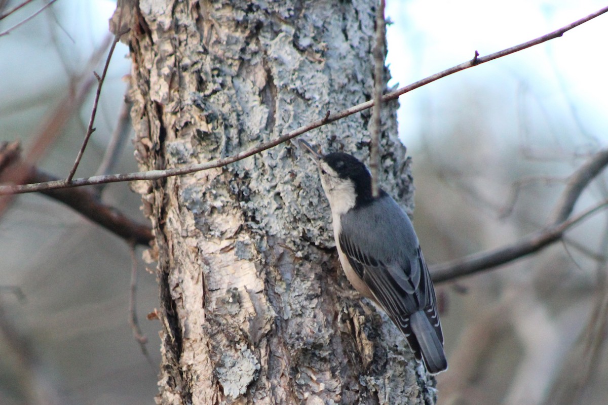 White-breasted Nuthatch - ML612560325