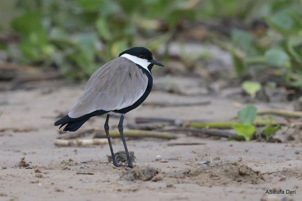 Spur-winged Lapwing - ML612560368