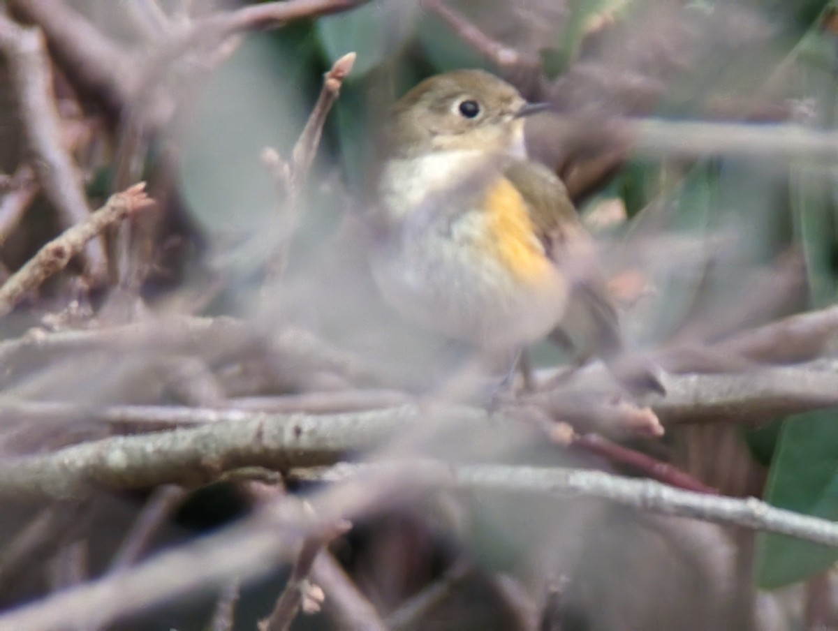 Red-flanked Bluetail - ML612560428