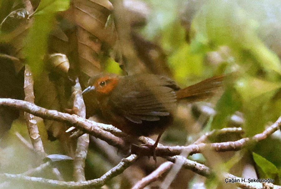 Rusty Thicketbird - Çağan Hakkı Şekercioğlu