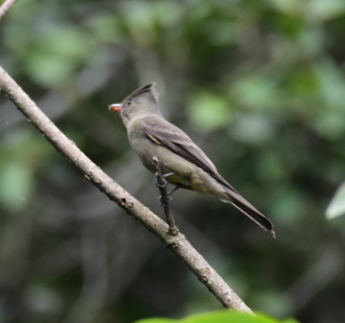 Greater Pewee - ML612560584