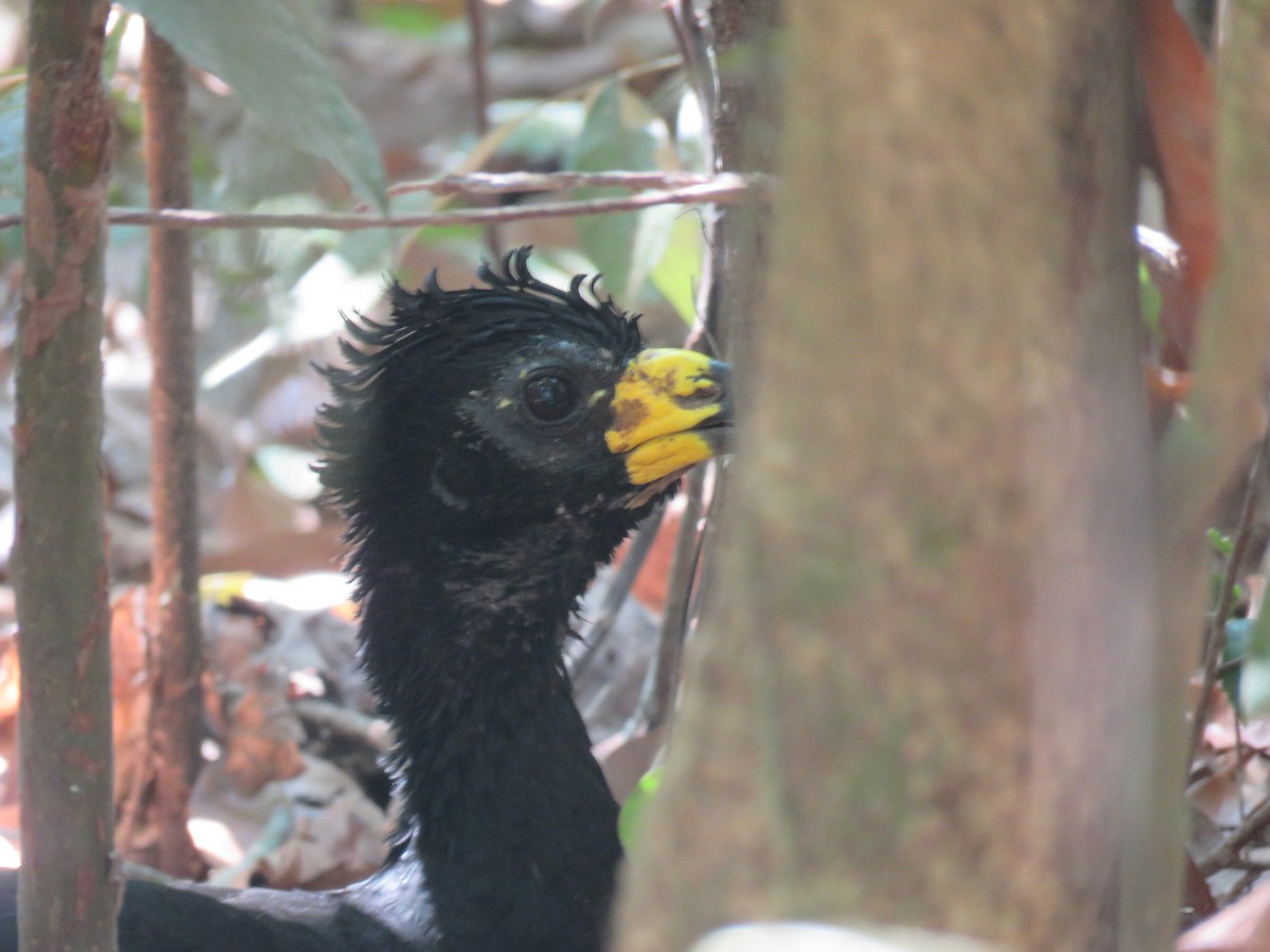 Bare-faced Curassow - ML612560691