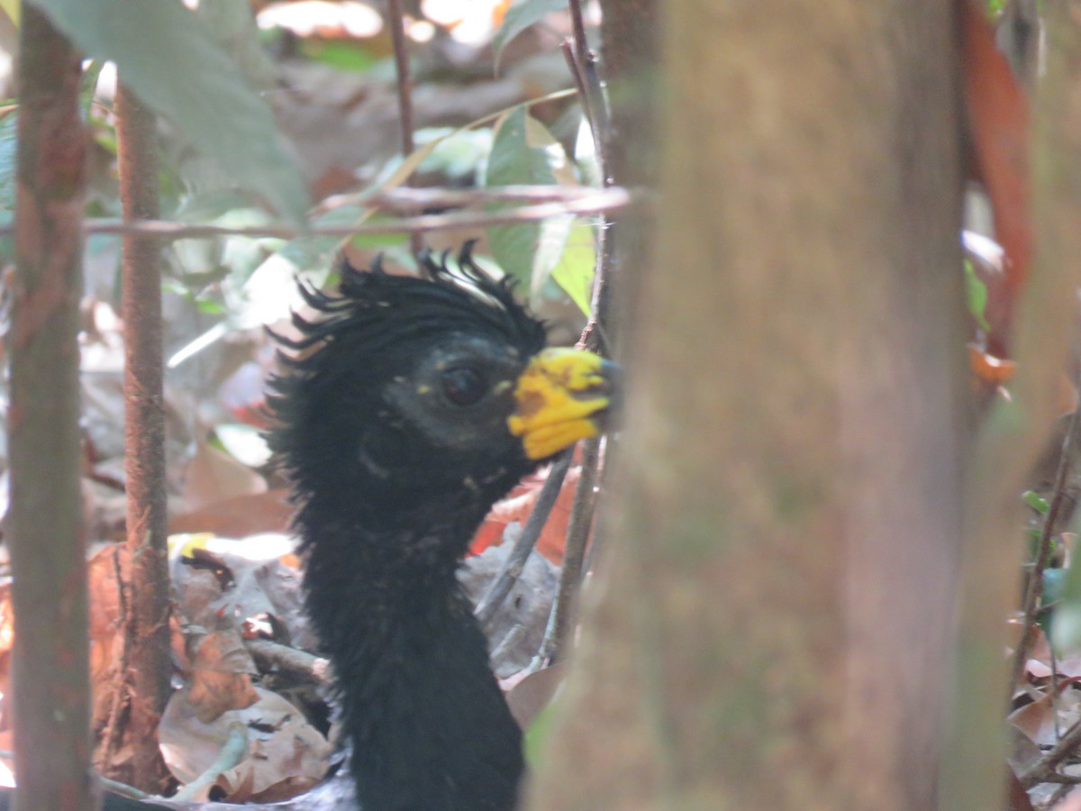 Bare-faced Curassow - ML612560692