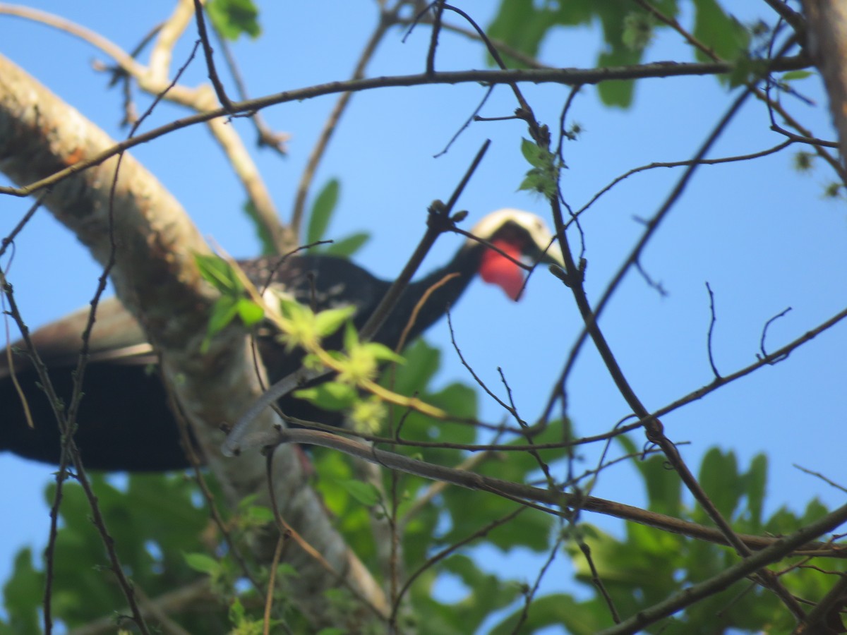Red-throated Piping-Guan - ML612560711
