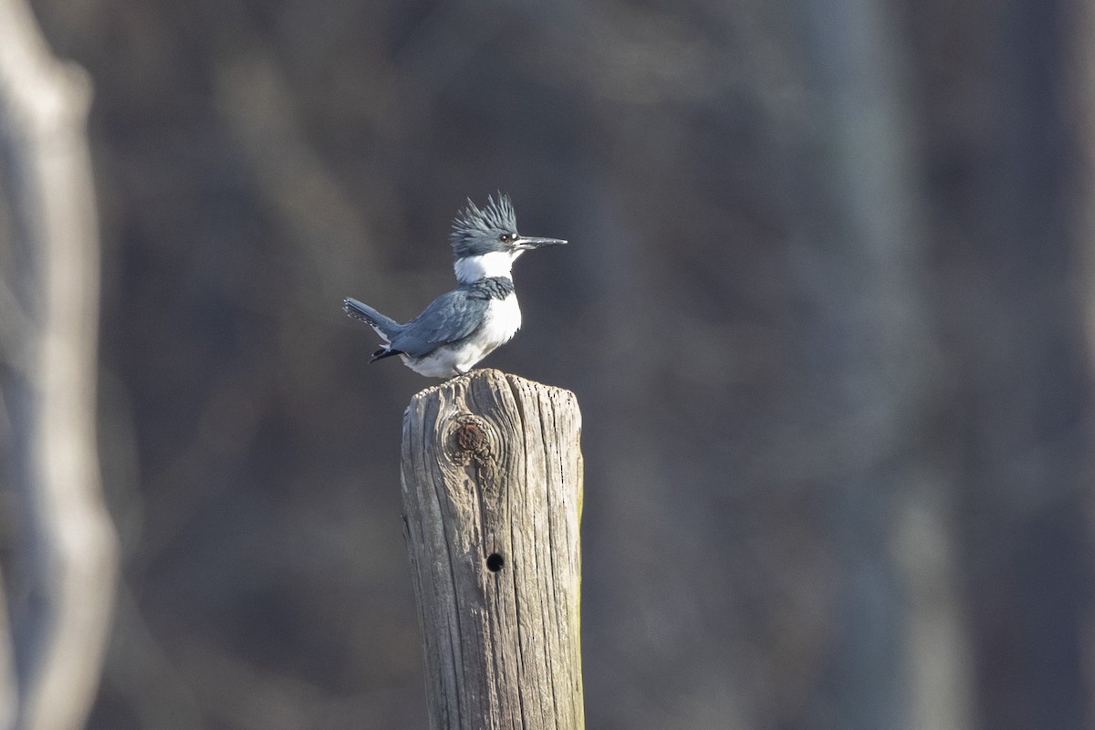 Belted Kingfisher - ML612561128