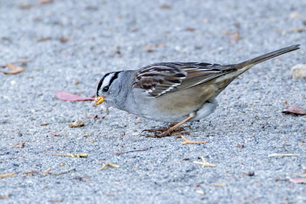White-crowned Sparrow (pugetensis) - ML612561161
