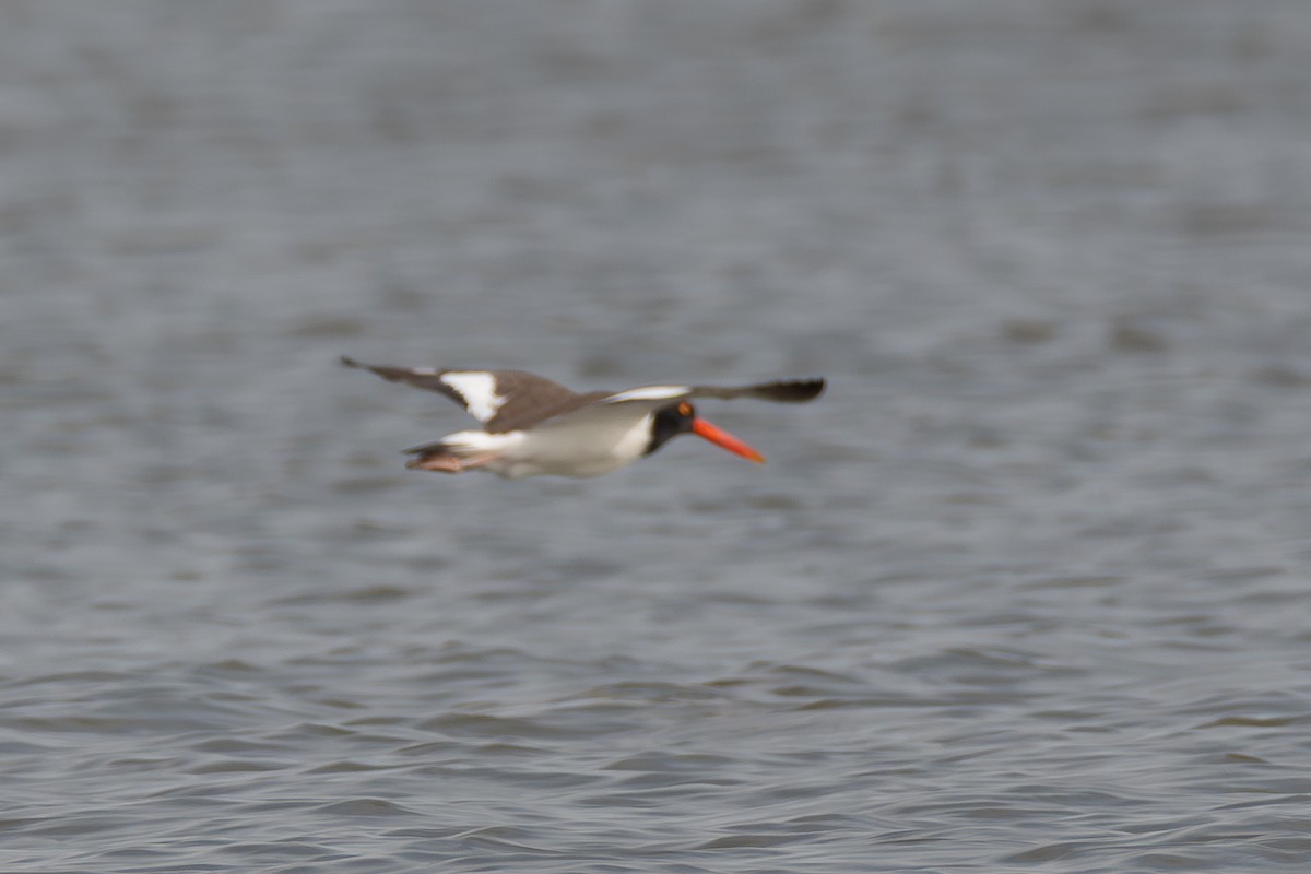 eBird Checklist - 23 Dec 2023 - Mouth of Cedar Bayou Harris side - 1 ...