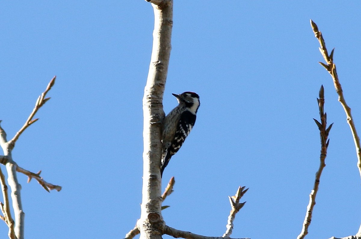 Lesser Spotted Woodpecker - ML612561254