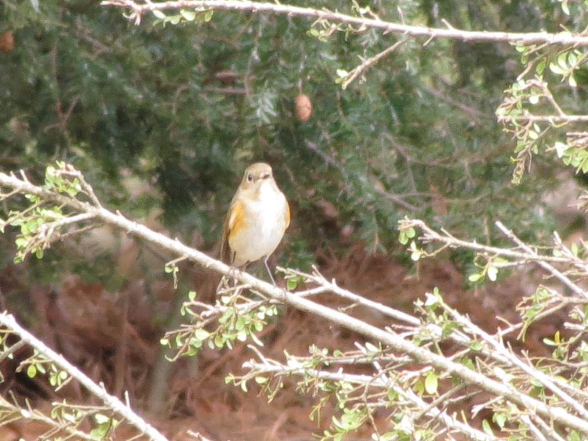 Red-flanked Bluetail - ML612561264