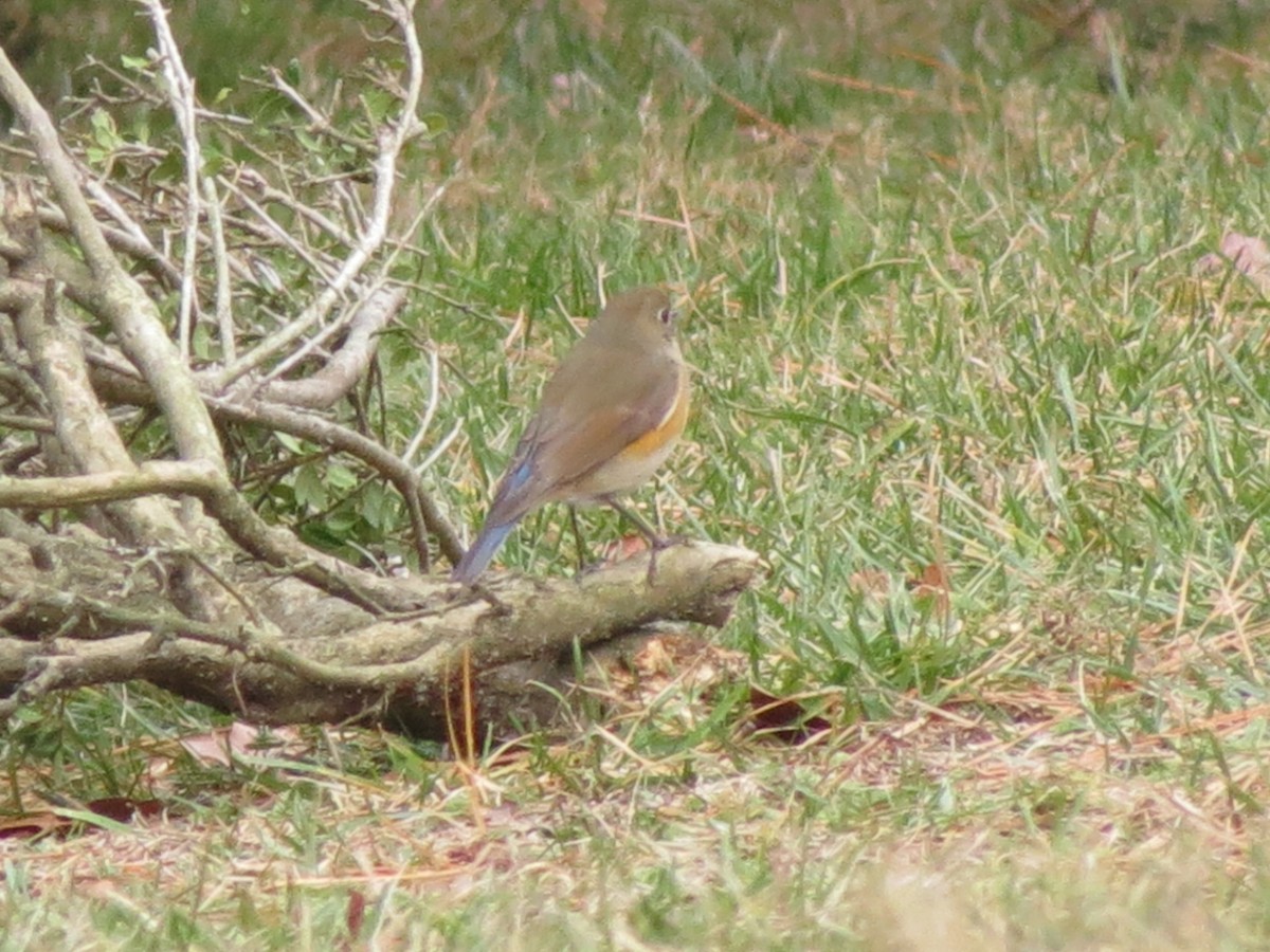 Red-flanked Bluetail - ML612561276