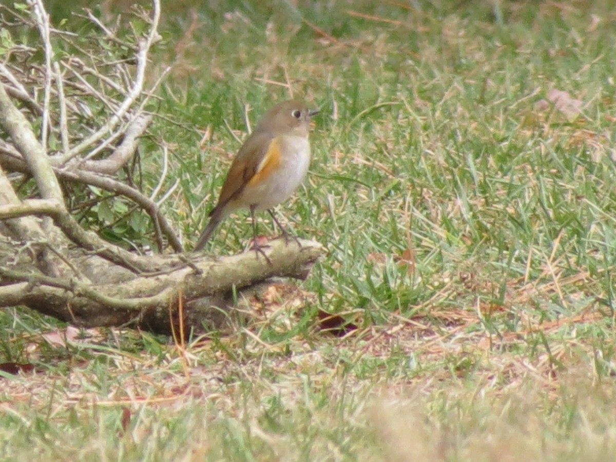Red-flanked Bluetail - ML612561285