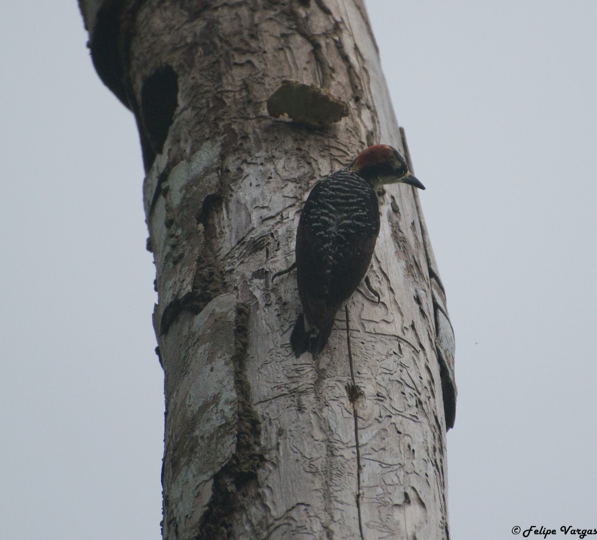 Black-cheeked Woodpecker - ML61256141