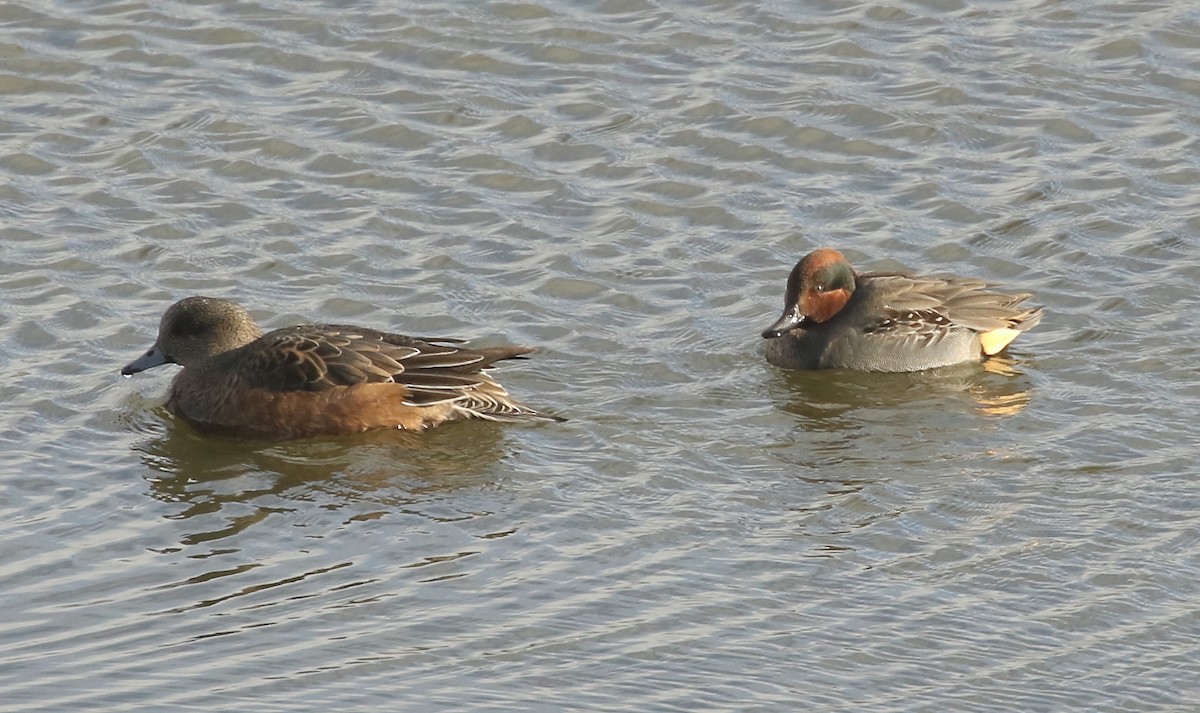 Green-winged Teal - ML612561618