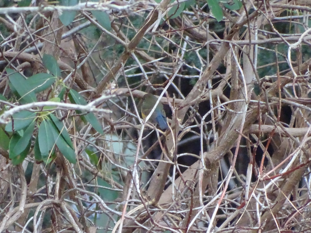 Синьохвіст тайговий (підвид cyanurus) - ML612561694