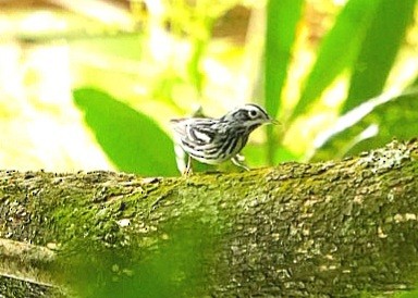 Black-and-white Warbler - ML612561864