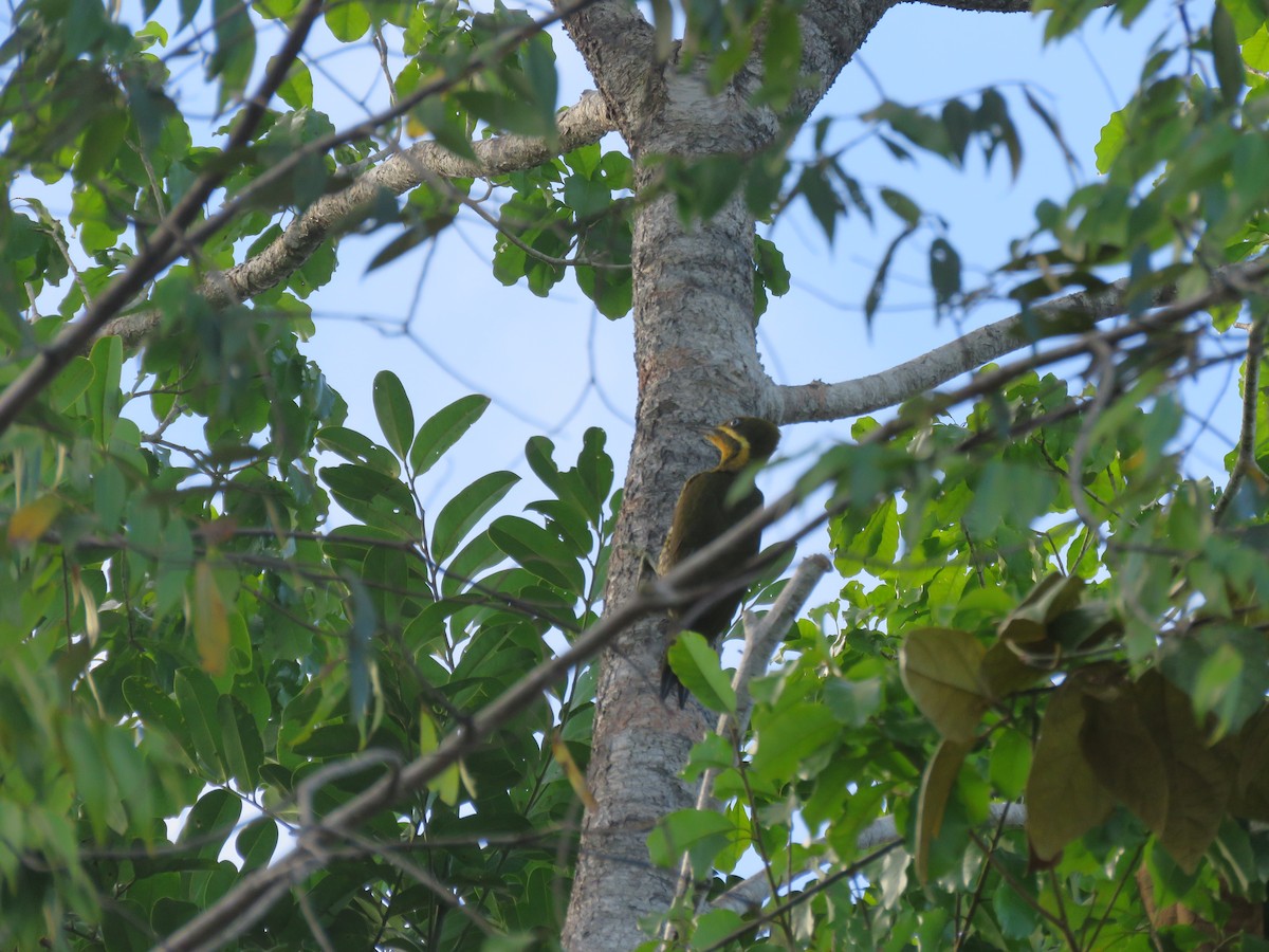 Golden-green Woodpecker (Atlantic) - ML612561865