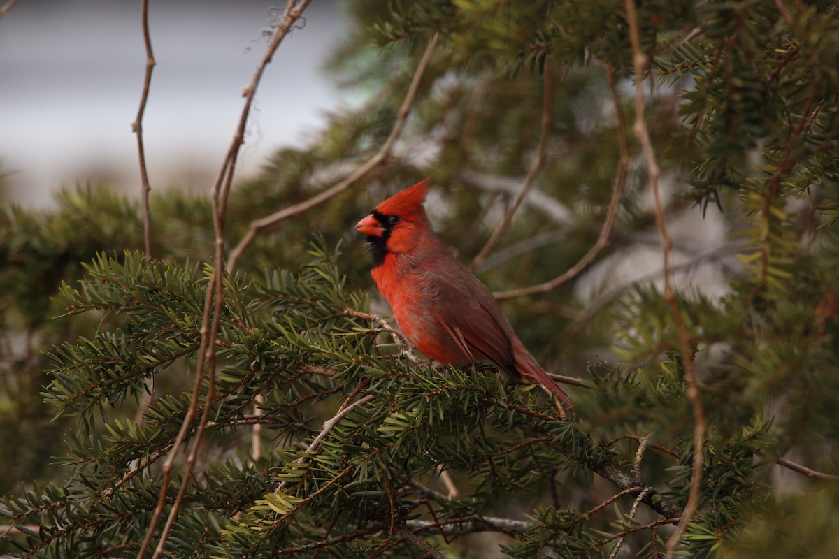 Northern Cardinal - Eric Bouchard