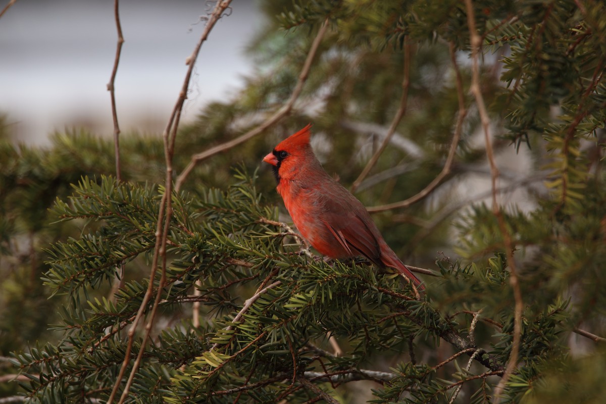 Northern Cardinal - Eric Bouchard