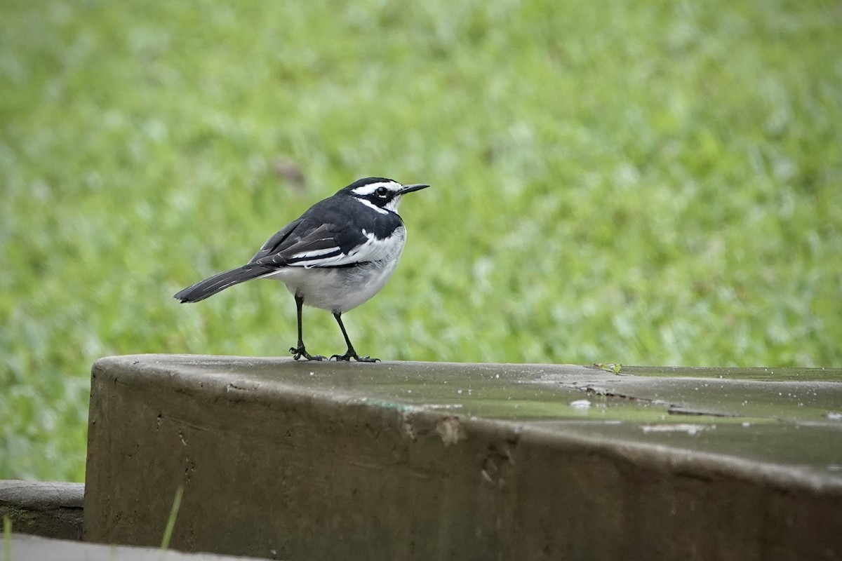 African Pied Wagtail - ML612562572