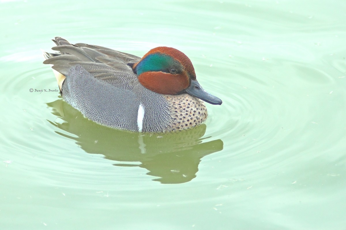 Green-winged Teal - ML61256261