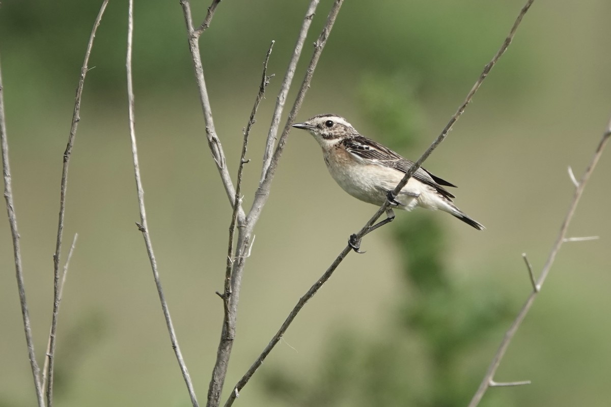 Whinchat - ML612562723