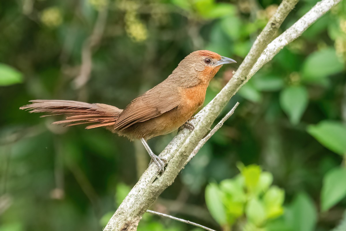 Orange-breasted Thornbird - ML612562774