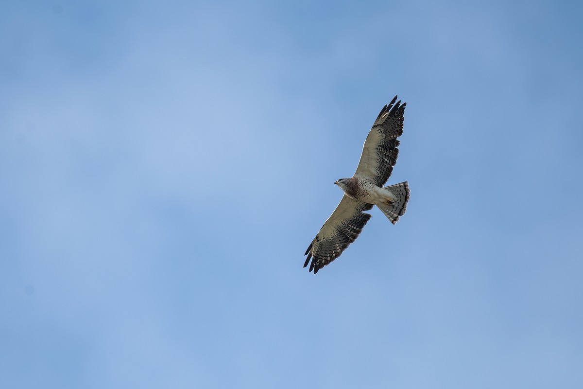 Swainson's Hawk - Raphael Kurz -  Aves do Sul