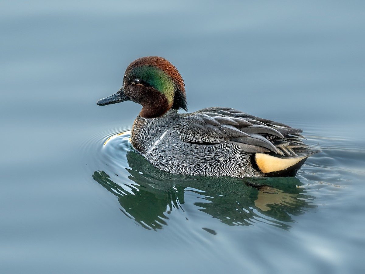 Green-winged Teal - ML612562851