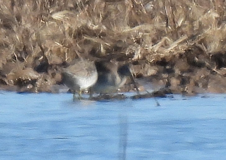 Long-billed Dowitcher - ML612563083