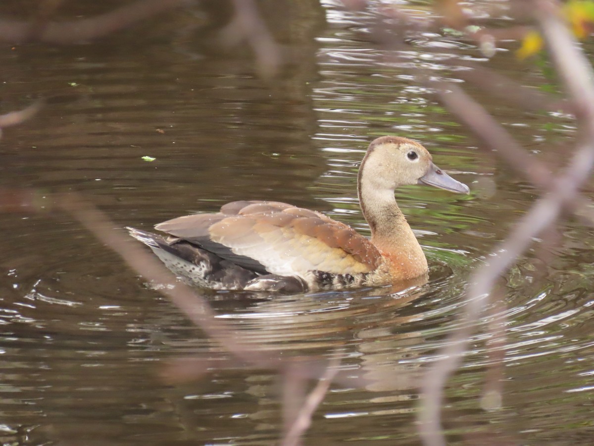 whistling-duck sp. - ML612563212