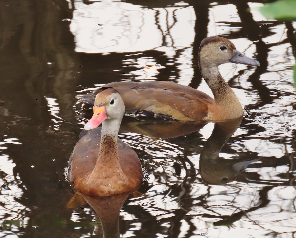 whistling-duck sp. - ML612563214