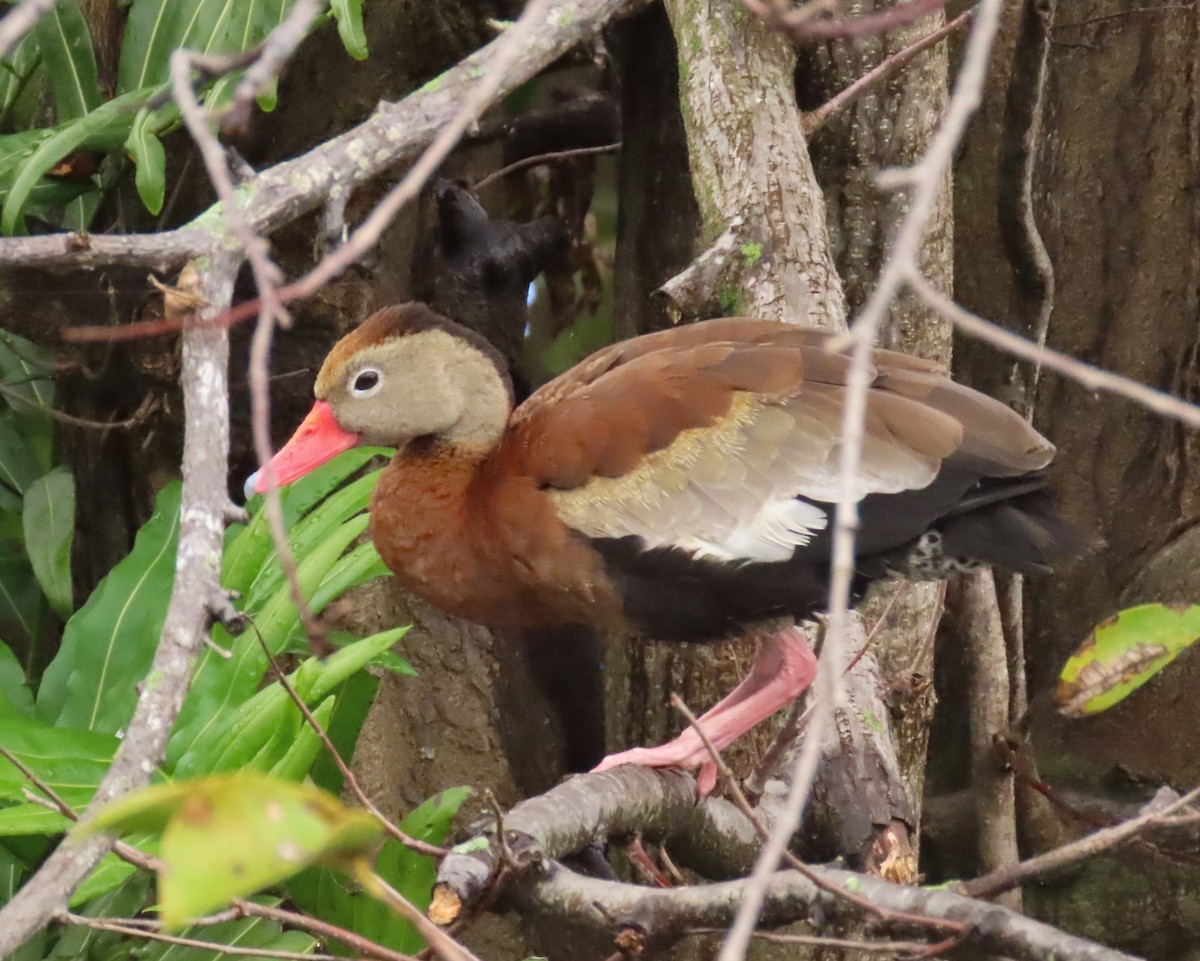 whistling-duck sp. - ML612563215