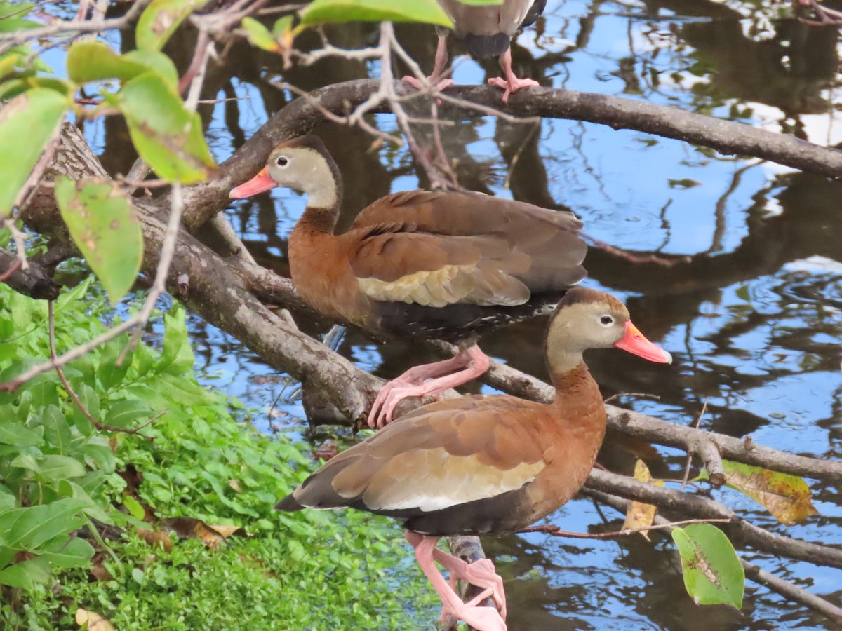whistling-duck sp. - Laurie Witkin