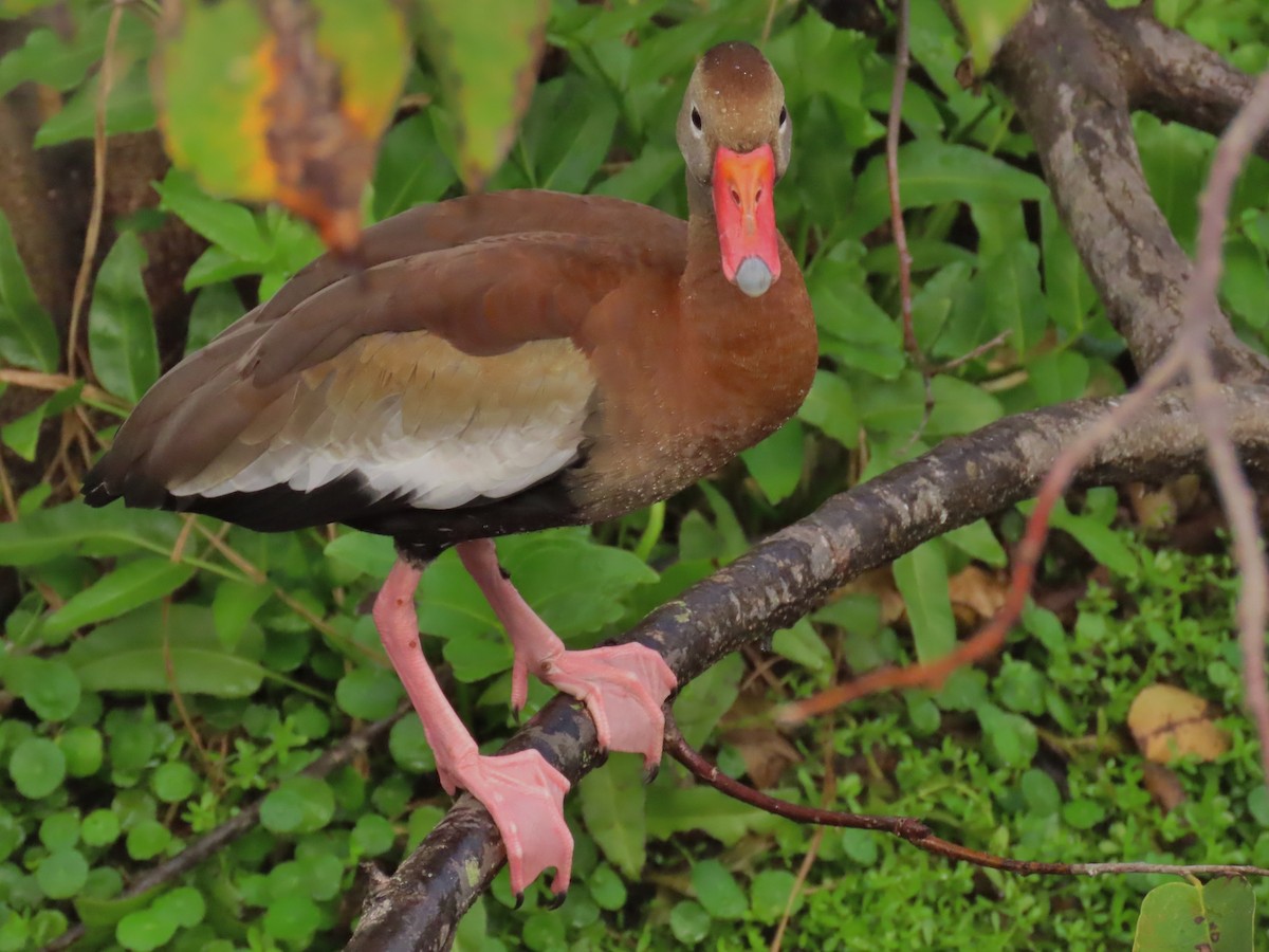 whistling-duck sp. - ML612563217