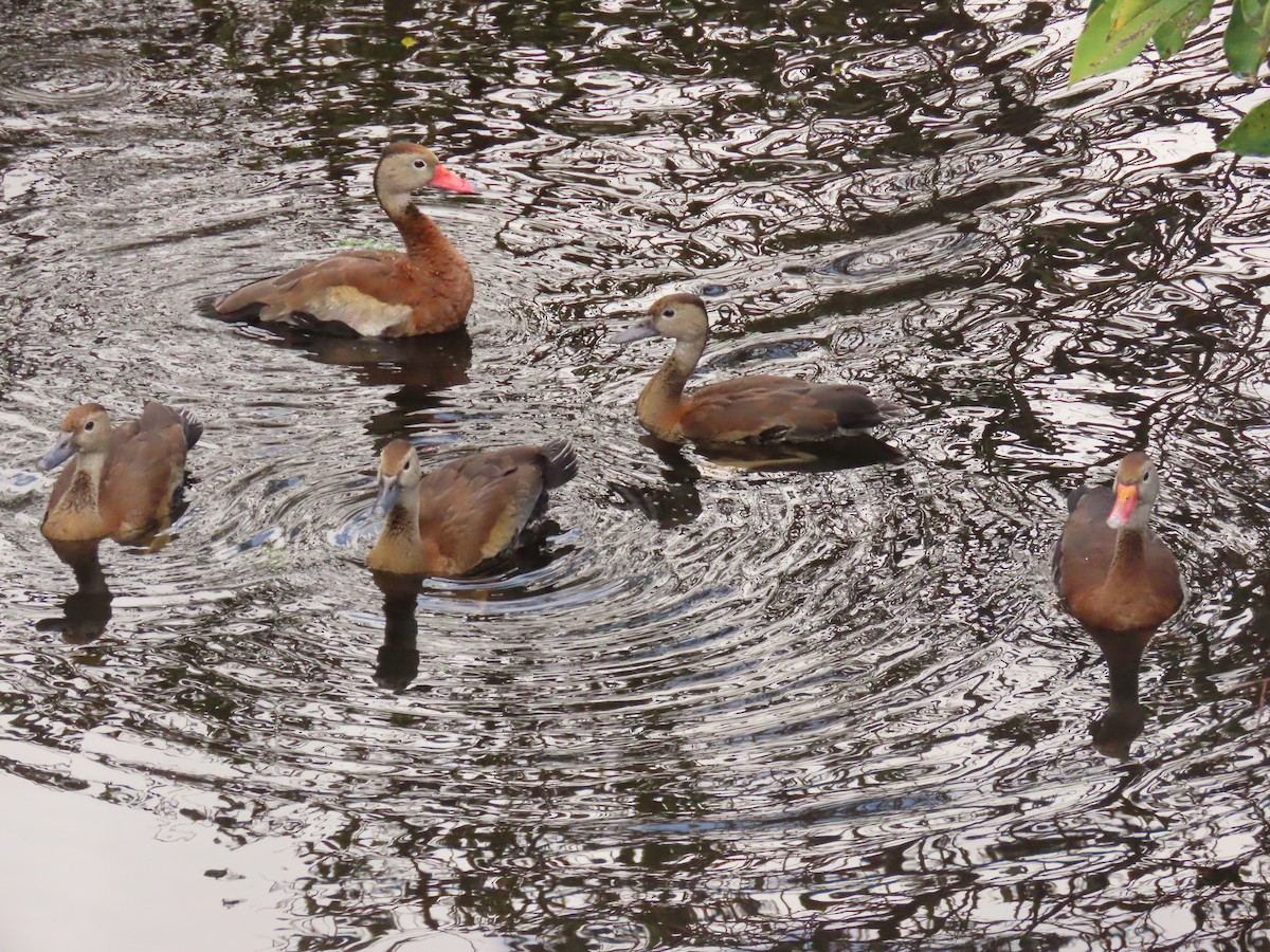 whistling-duck sp. - Laurie Witkin