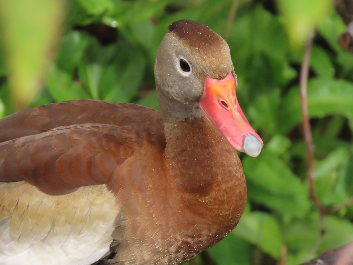 whistling-duck sp. - ML612563225