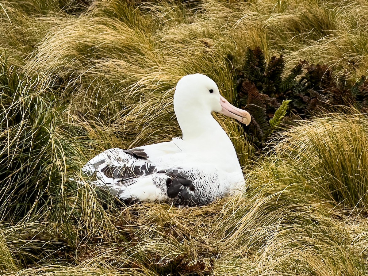 Southern Royal Albatross - Dan Harville