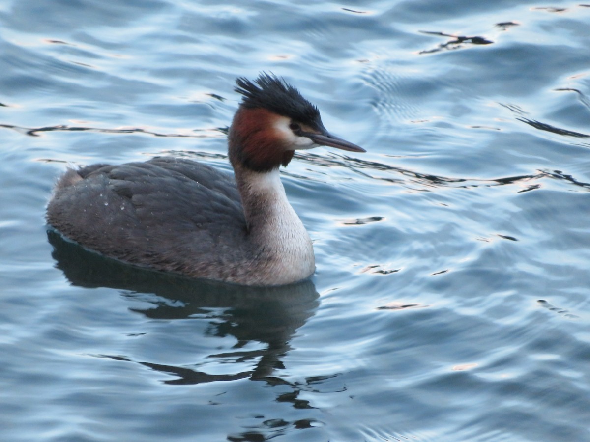 Great Crested Grebe - ML612563888