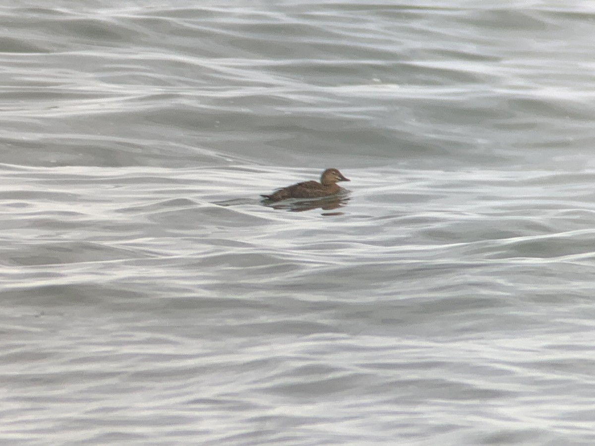 eBird Checklist 23 Dec 2023 Barnegat Lighthouse SP 35 species